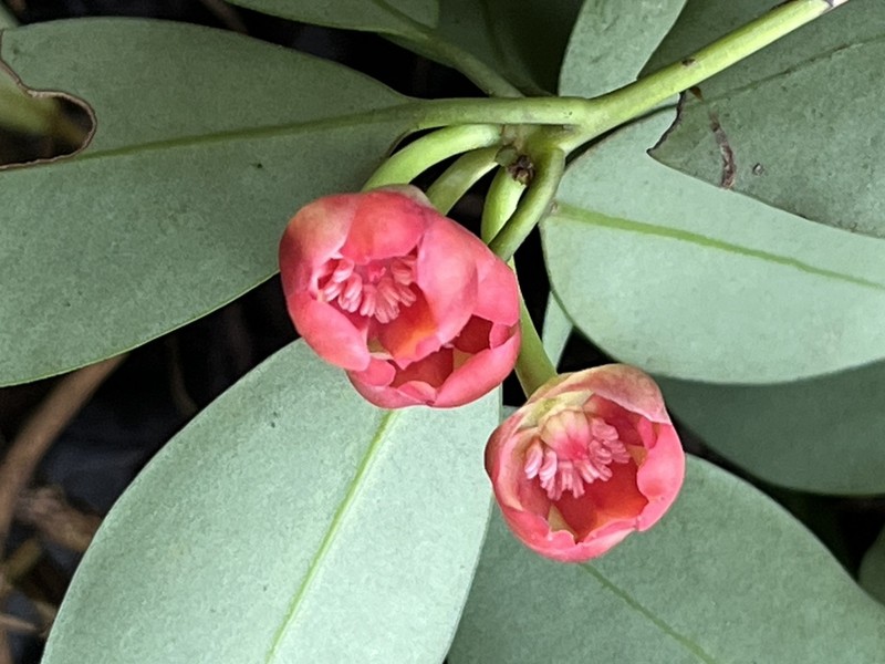 Illicium arborescens