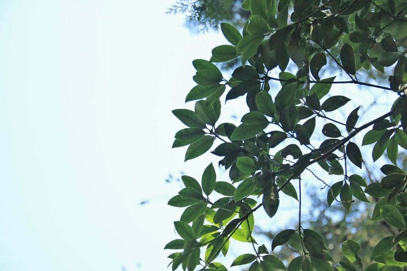 Illicium arborescens photo 2