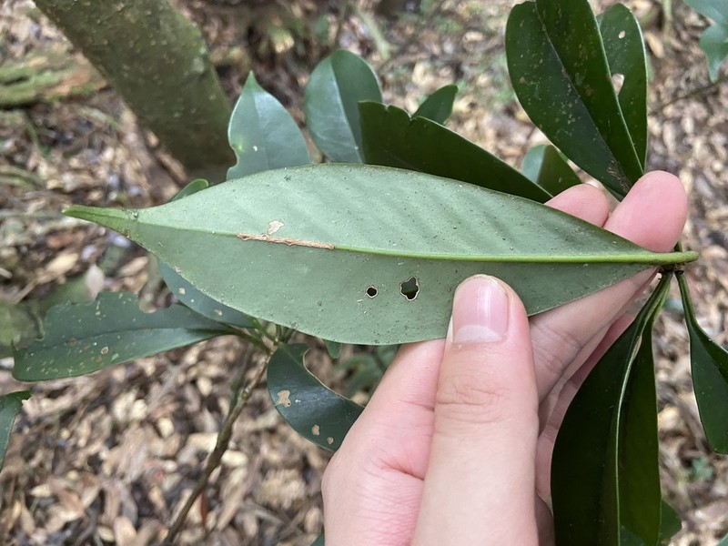 Illicium arborescens photo 3
