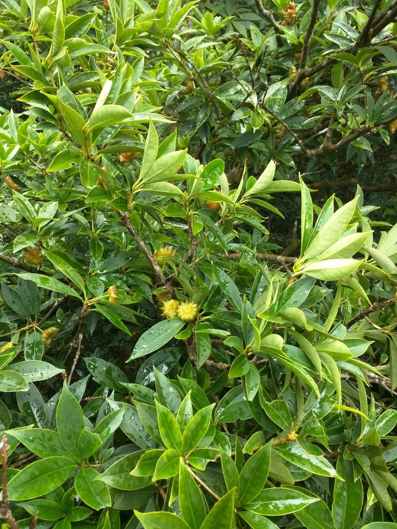 Illicium arborescens photo 4