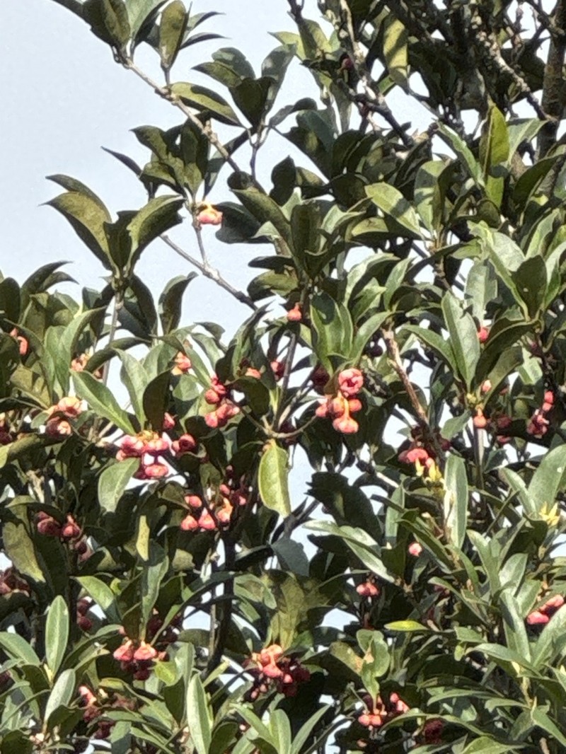 Illicium arborescens photo 5