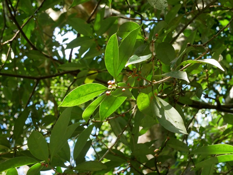 Illicium arborescens photo 6