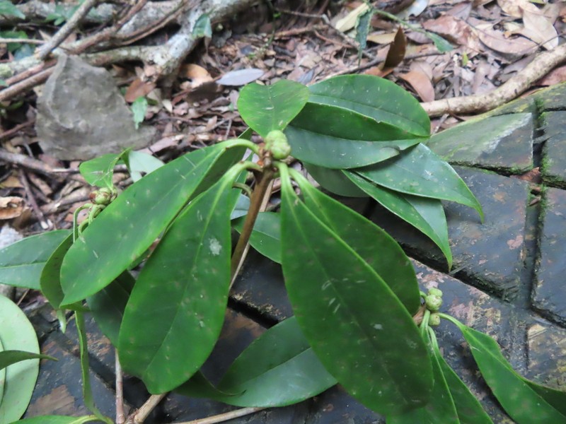Illicium arborescens photo 7