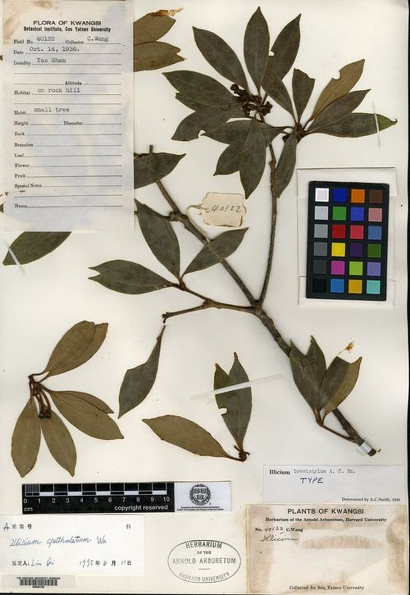 Illicium brevistylum