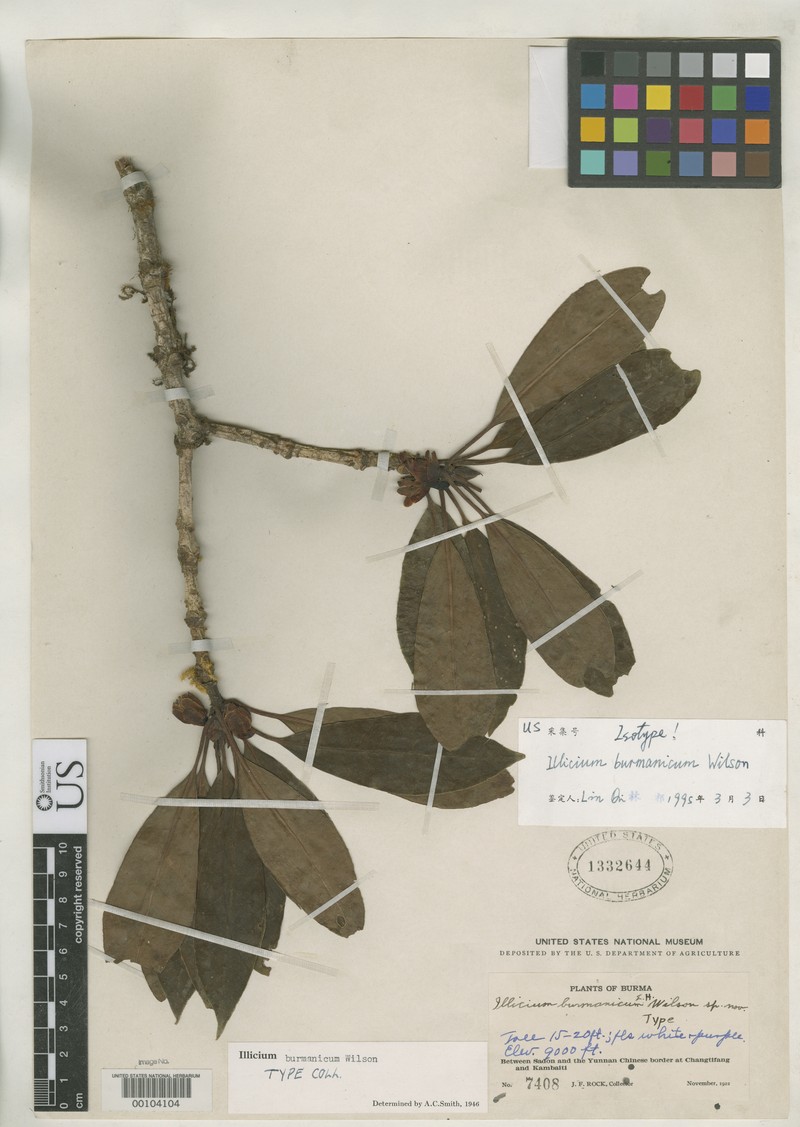 Illicium burmanicum