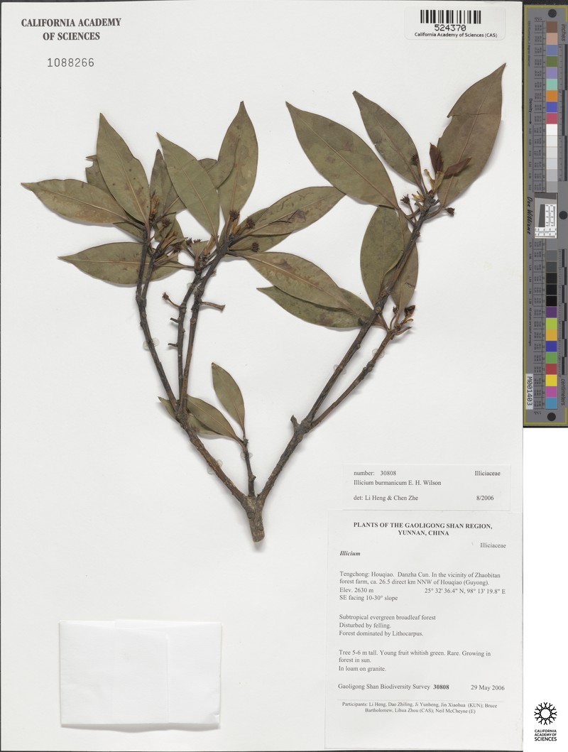 Illicium burmanicum photo 2