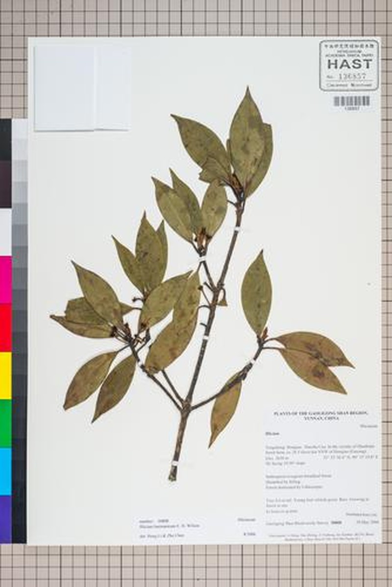 Illicium burmanicum photo 3