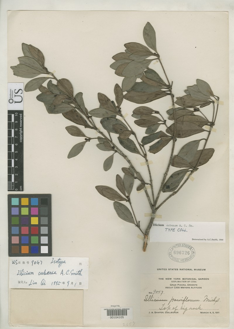 Illicium cubense