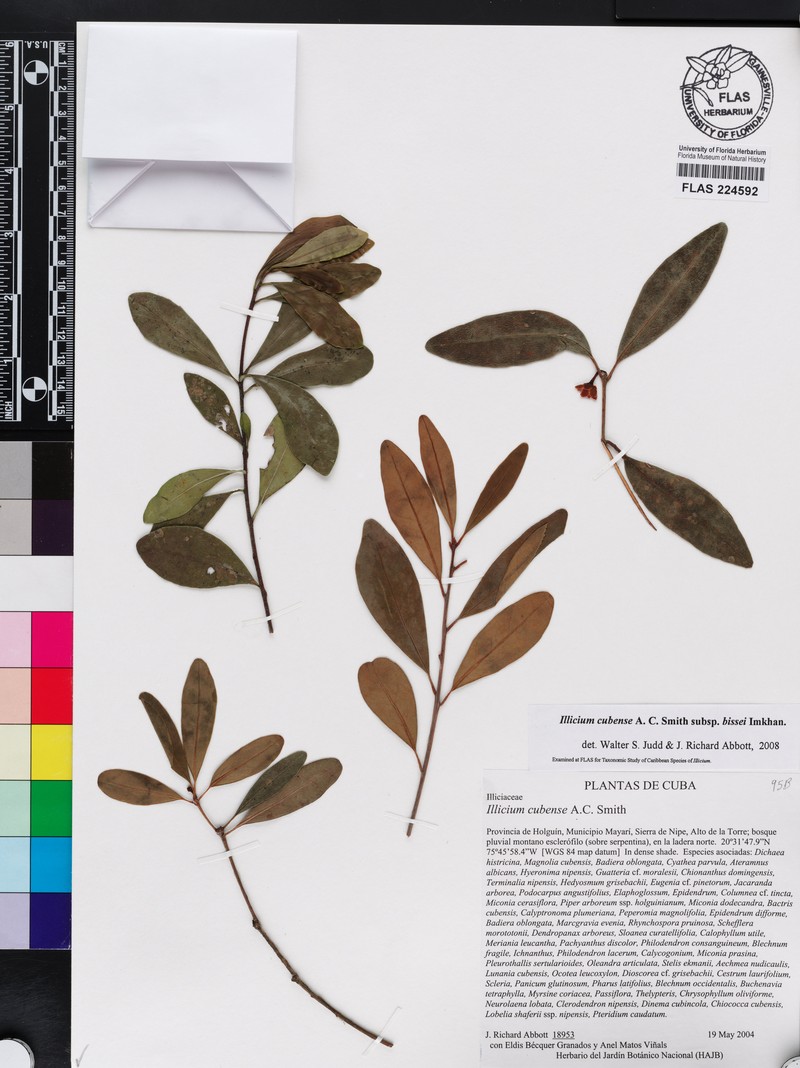 Illicium cubense subsp. bissei