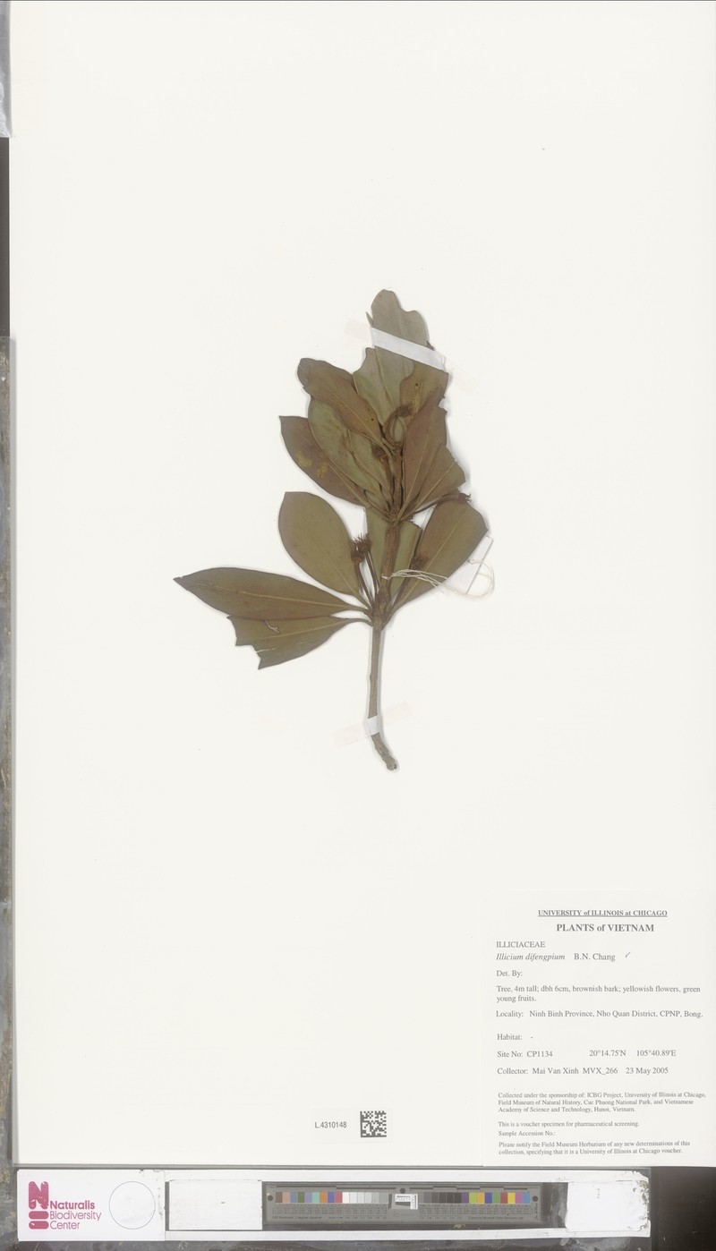 Illicium difengpi