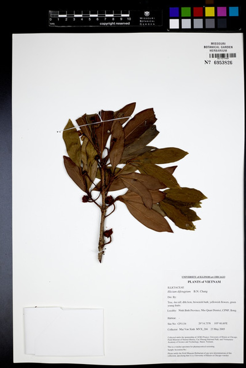 Illicium difengpi photo 2