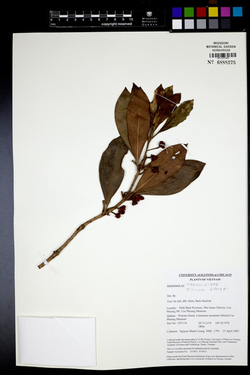 Illicium difengpi photo 3