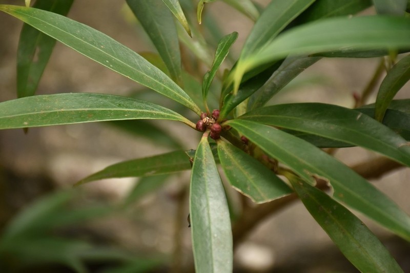 Illicium dunnianum