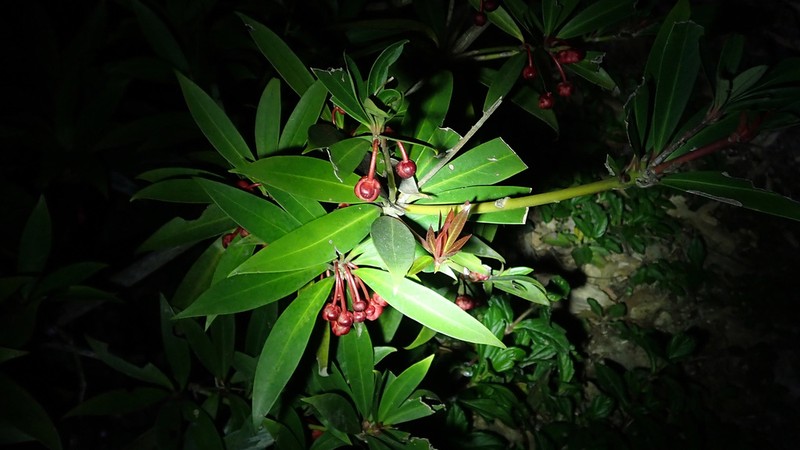 Illicium dunnianum photo 2