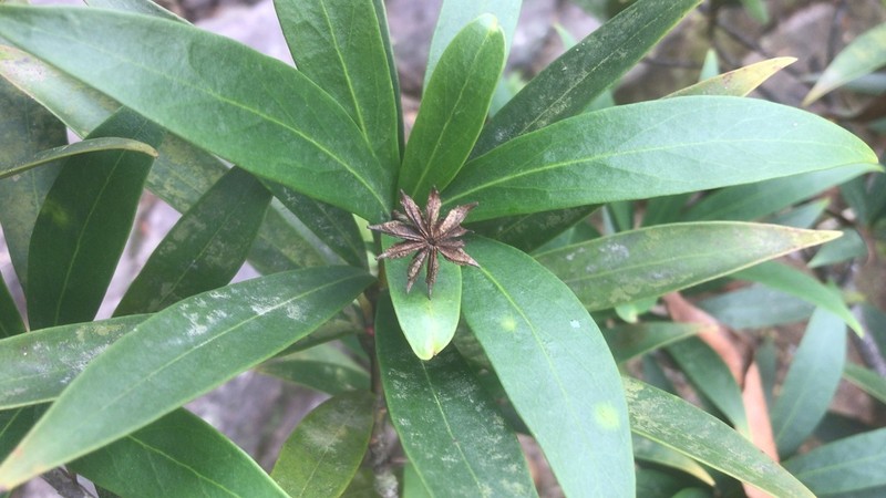 Illicium dunnianum photo 3