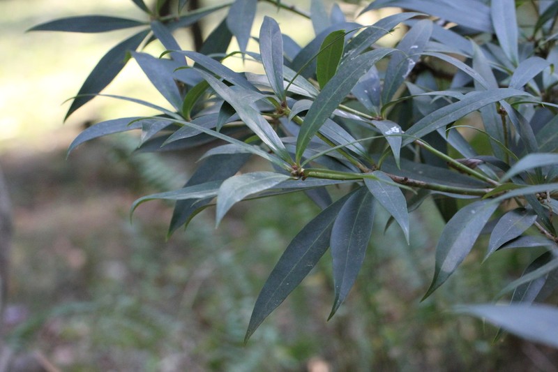 Illicium dunnianum photo 4