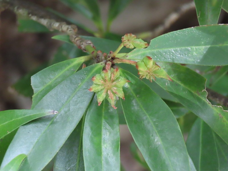 Illicium dunnianum photo 5