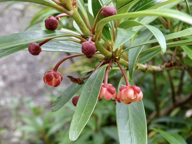 Illicium dunnianum photo 6
