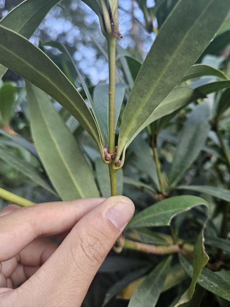 Illicium dunnianum photo 7
