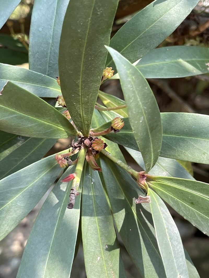 Illicium dunnianum photo 8