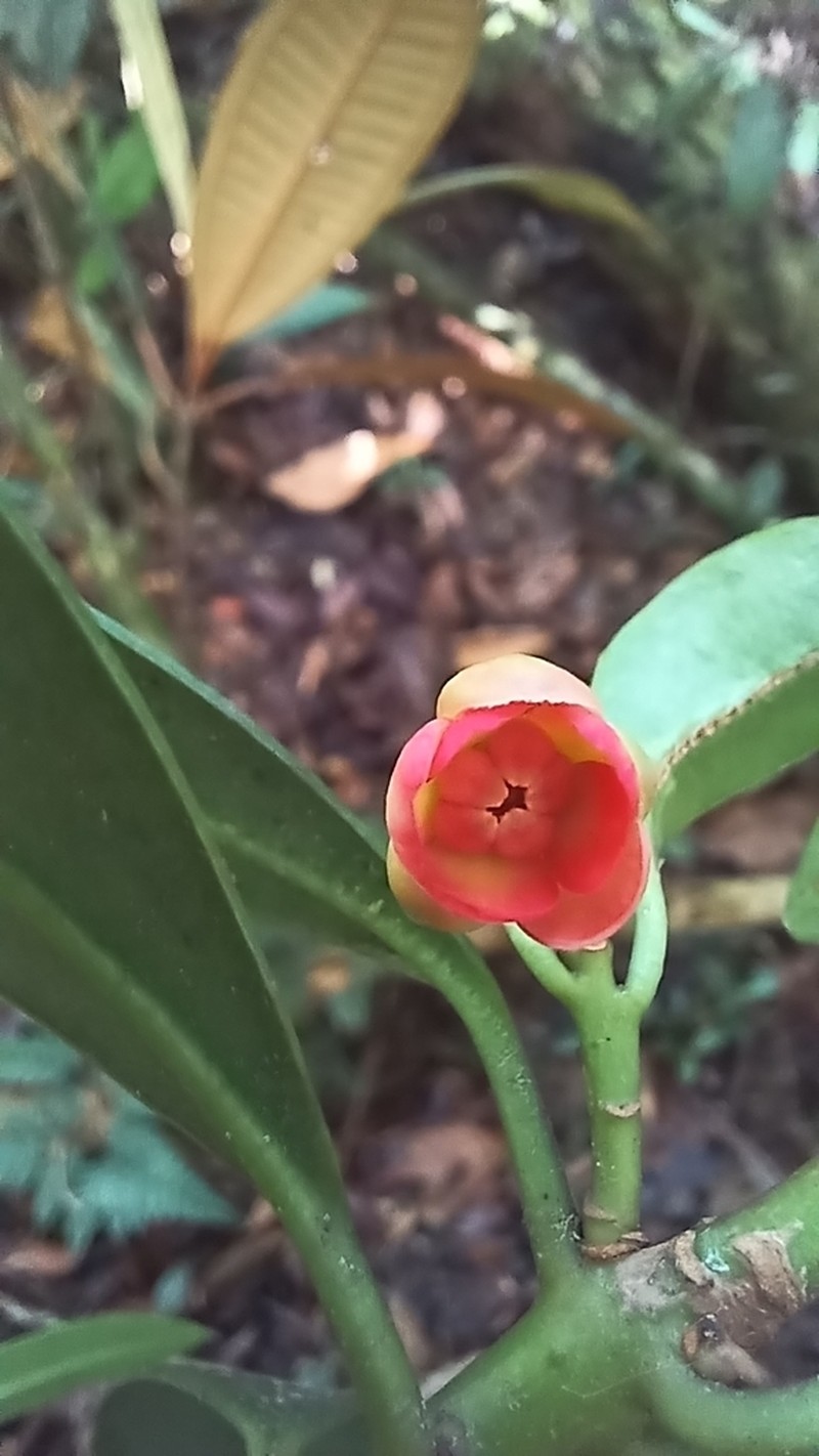 Illicium ekmanii
