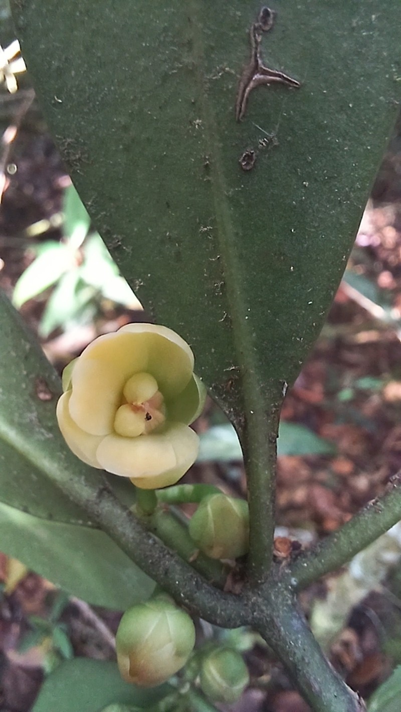 Illicium ekmanii photo 2