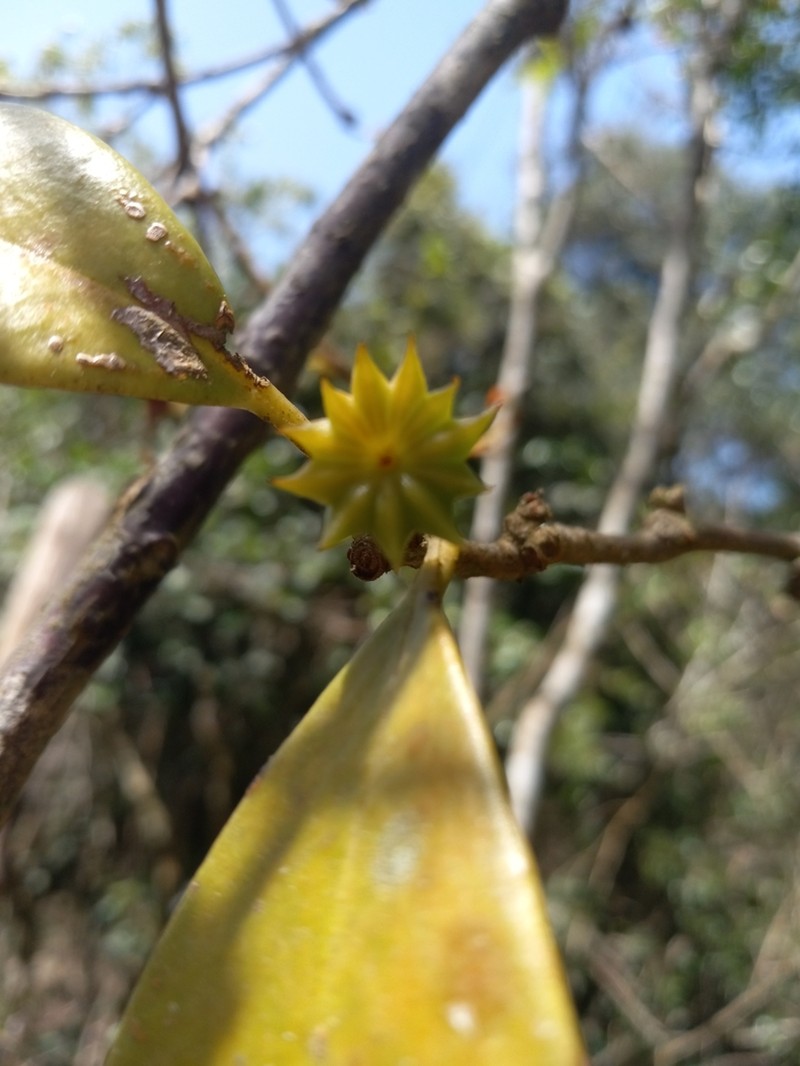 Illicium ekmanii photo 4