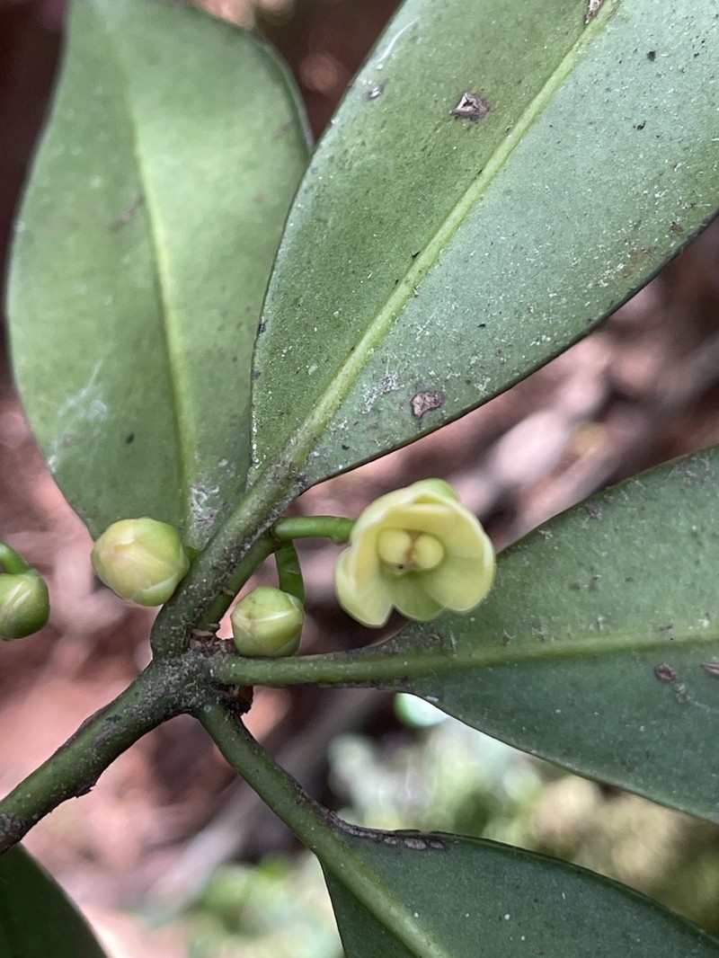 Illicium ekmanii photo 5