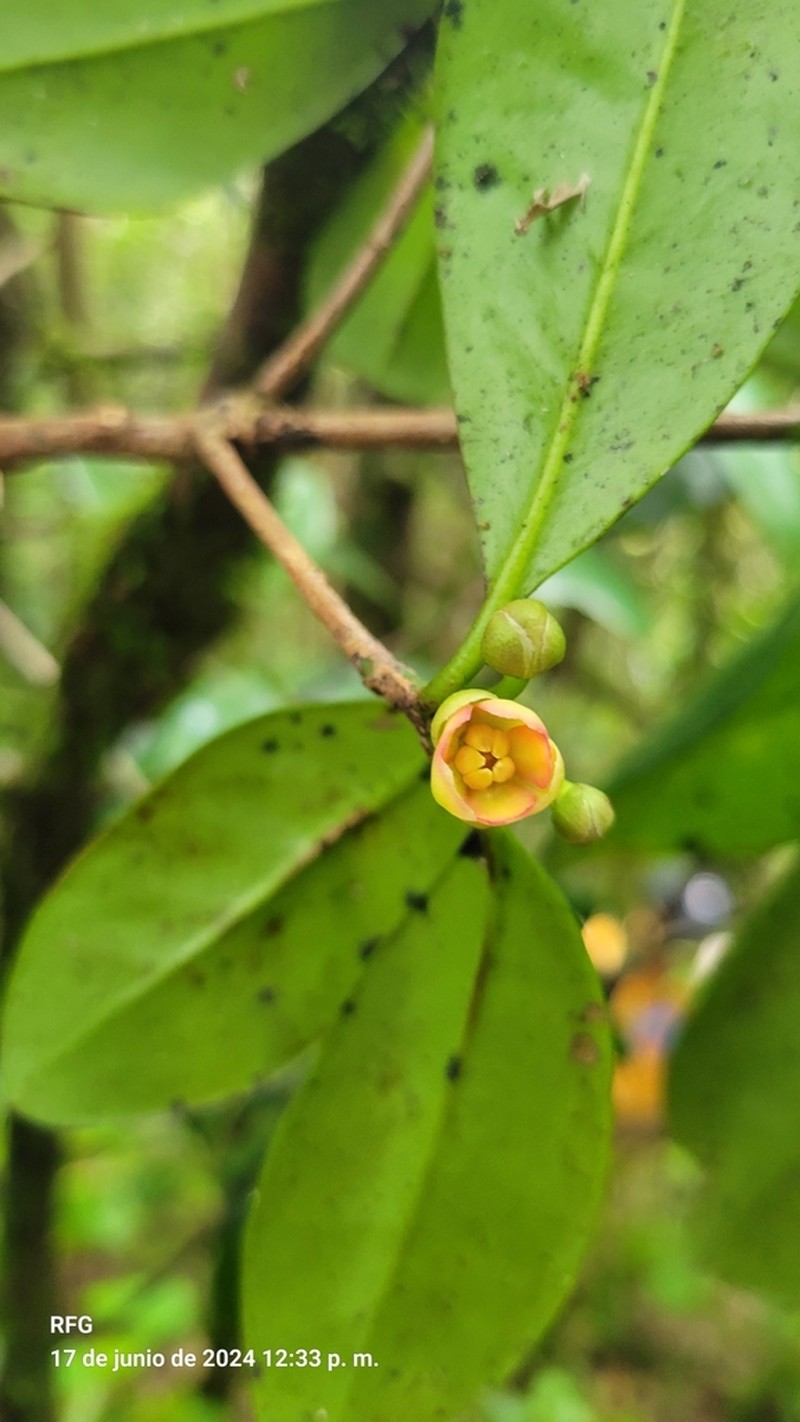 Illicium ekmanii photo 6