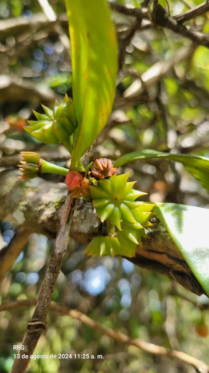 Illicium ekmanii photo 7