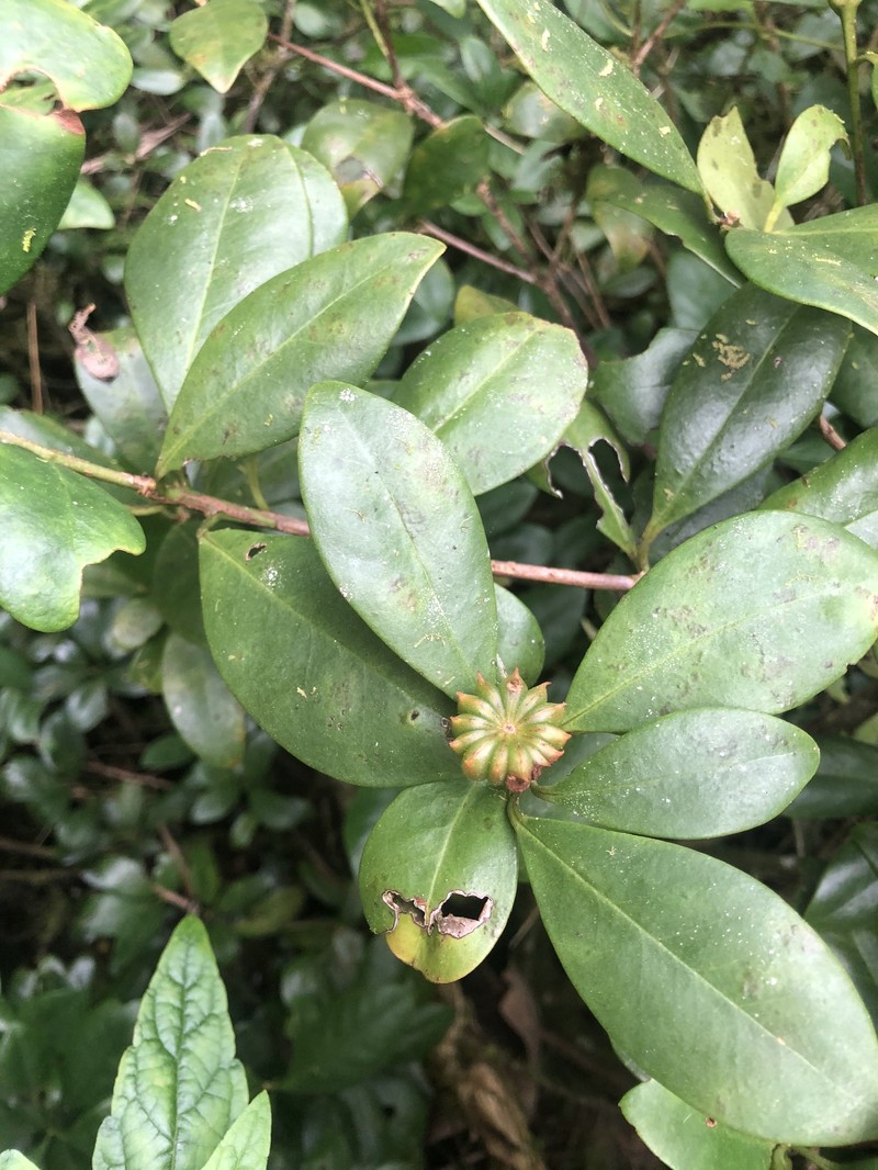 Illicium ekmanii subsp. domingense