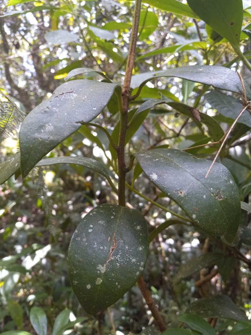 Illicium ekmanii subsp. ekmanii photo 2
