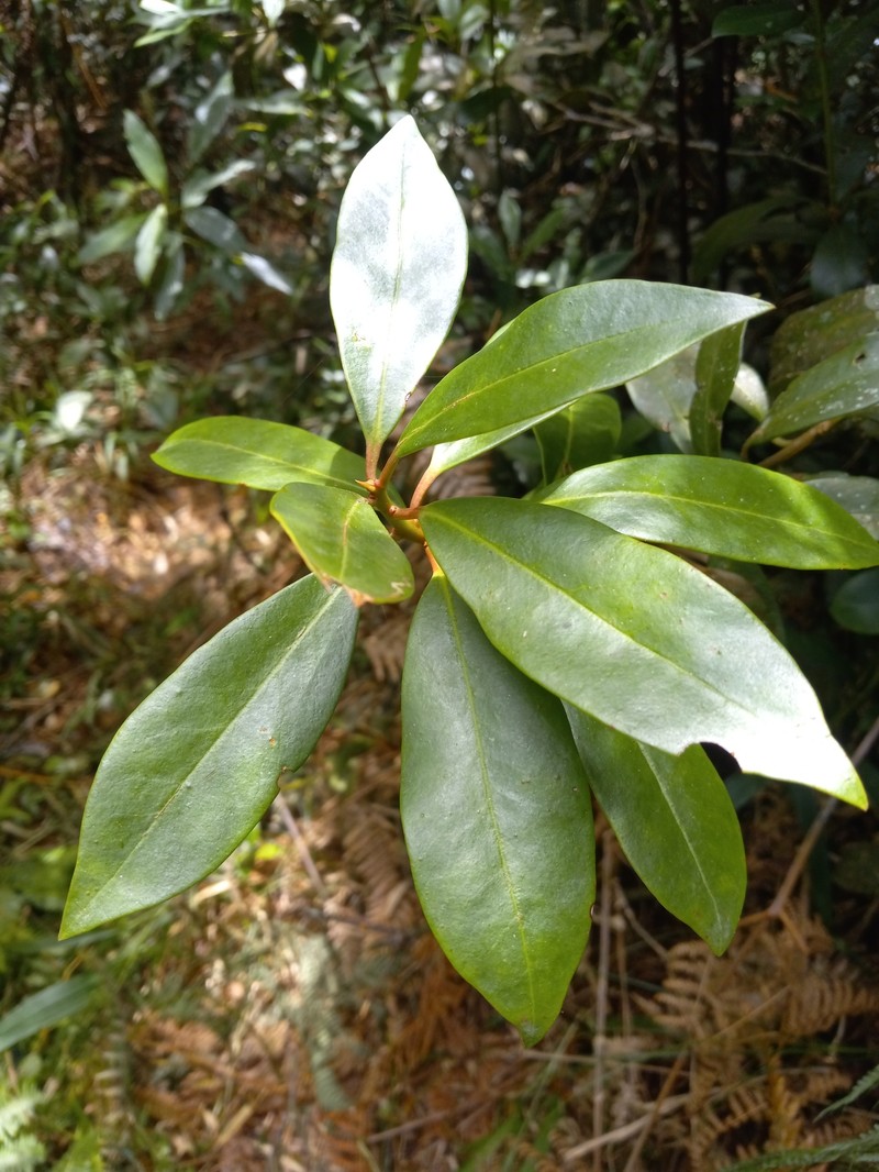 Illicium ekmanii subsp. ekmanii photo 3