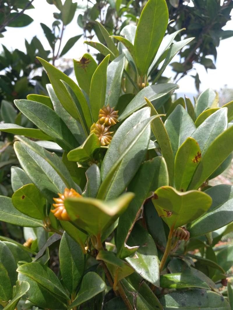 Illicium ekmanii subsp. ekmanii photo 4