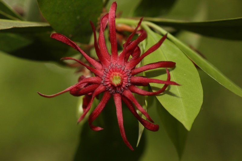 Florida Anisetree