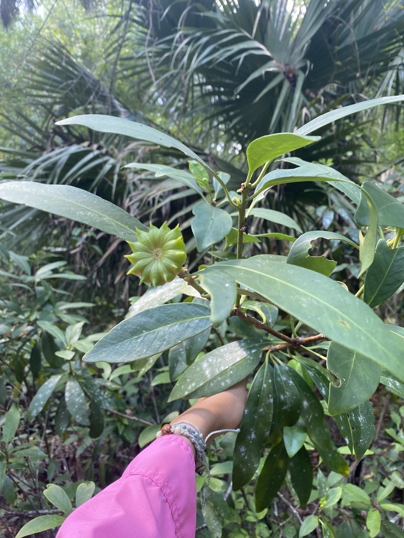 Florida Anisetree photo 2