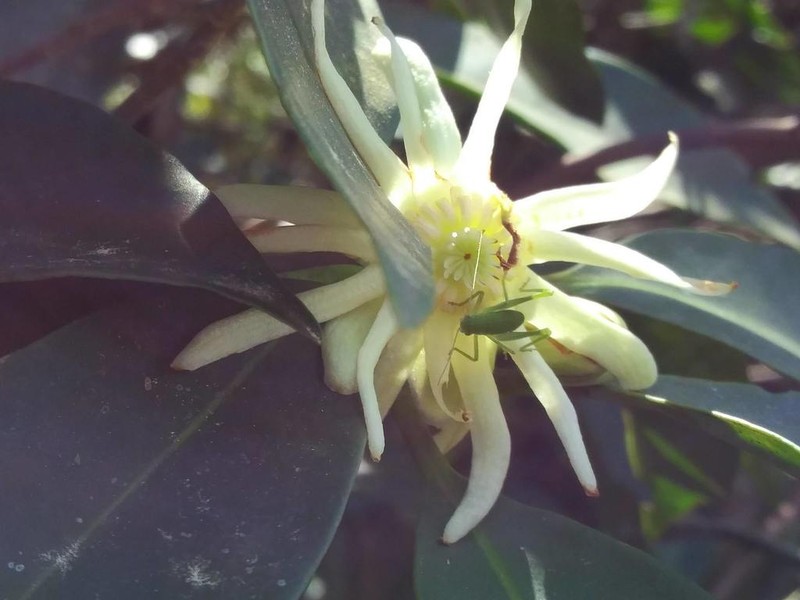 Florida Anisetree photo 3