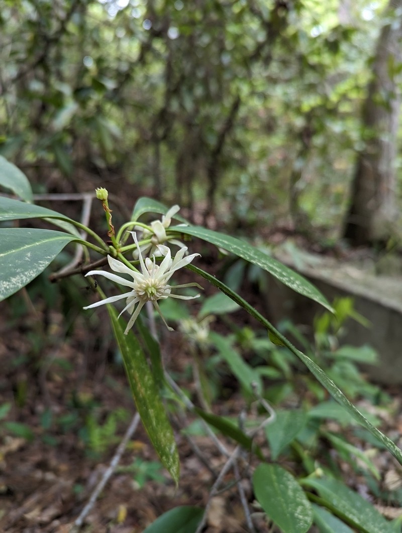 Florida Anisetree photo 4
