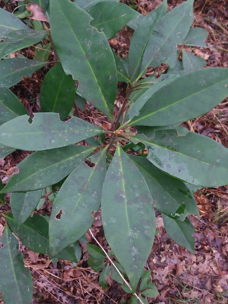 Florida Anisetree photo 5