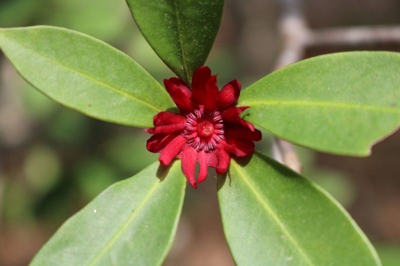 Florida Anisetree photo 6