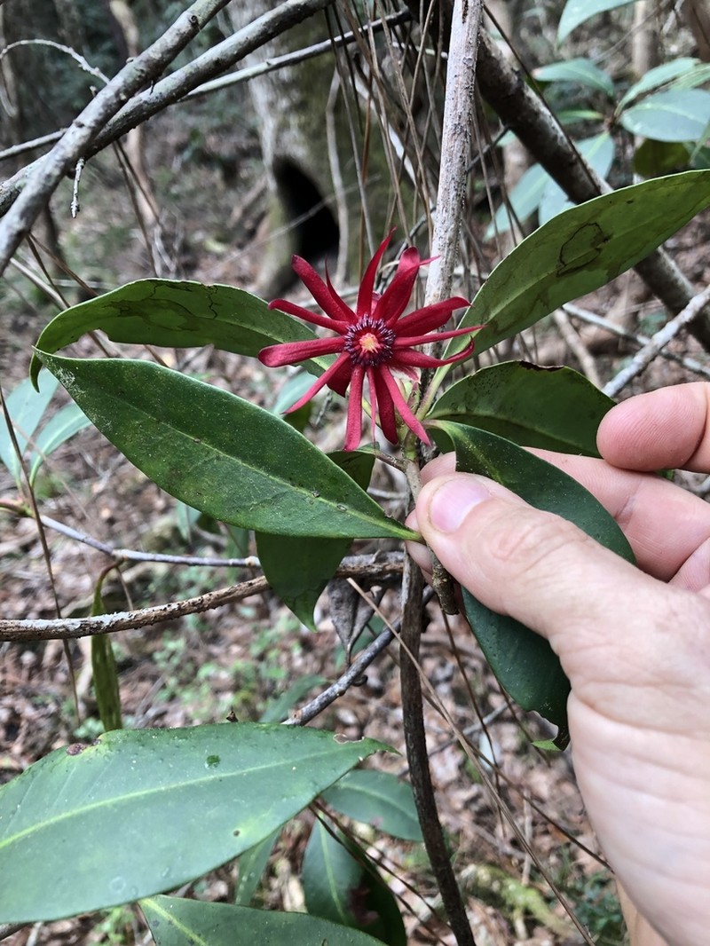 Florida Anisetree photo 7