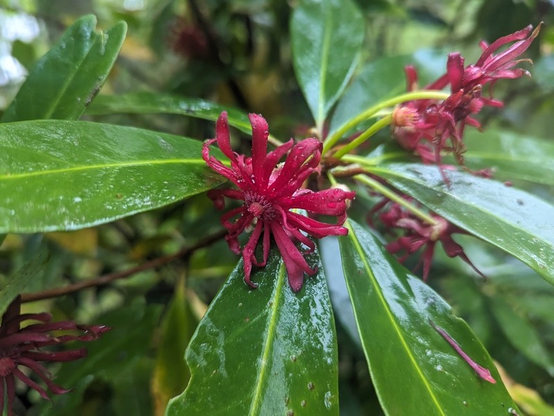 Florida Anisetree photo 8