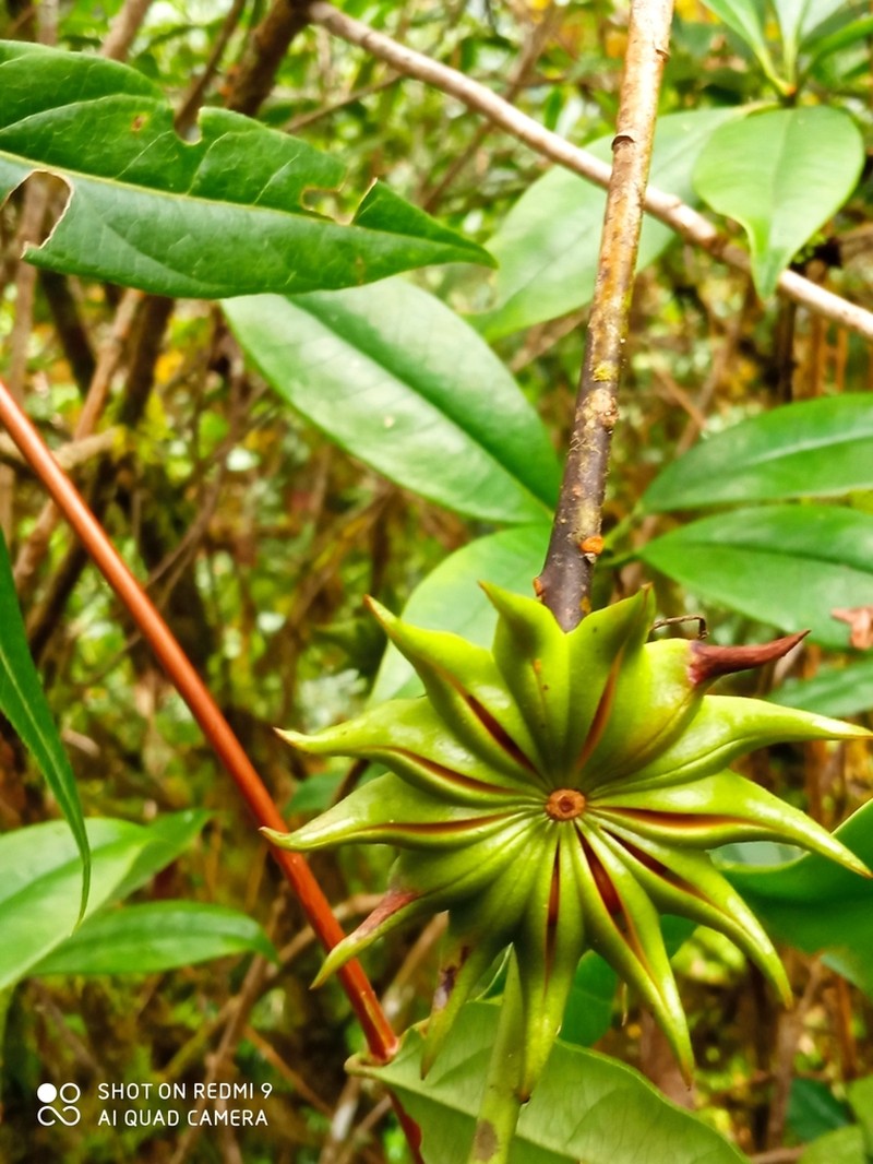 Illicium griffithii