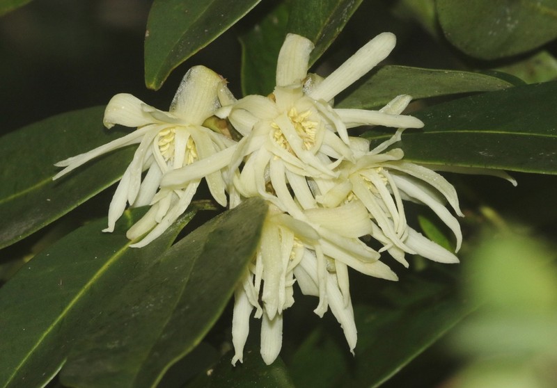 Illicium griffithii photo 2