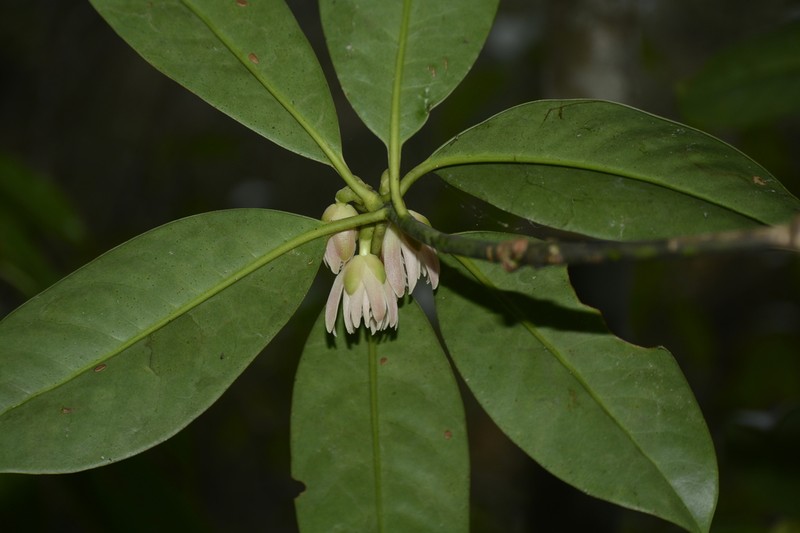 Illicium griffithii photo 3