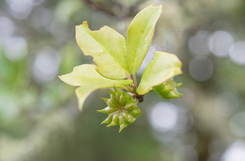 Illicium griffithii photo 4