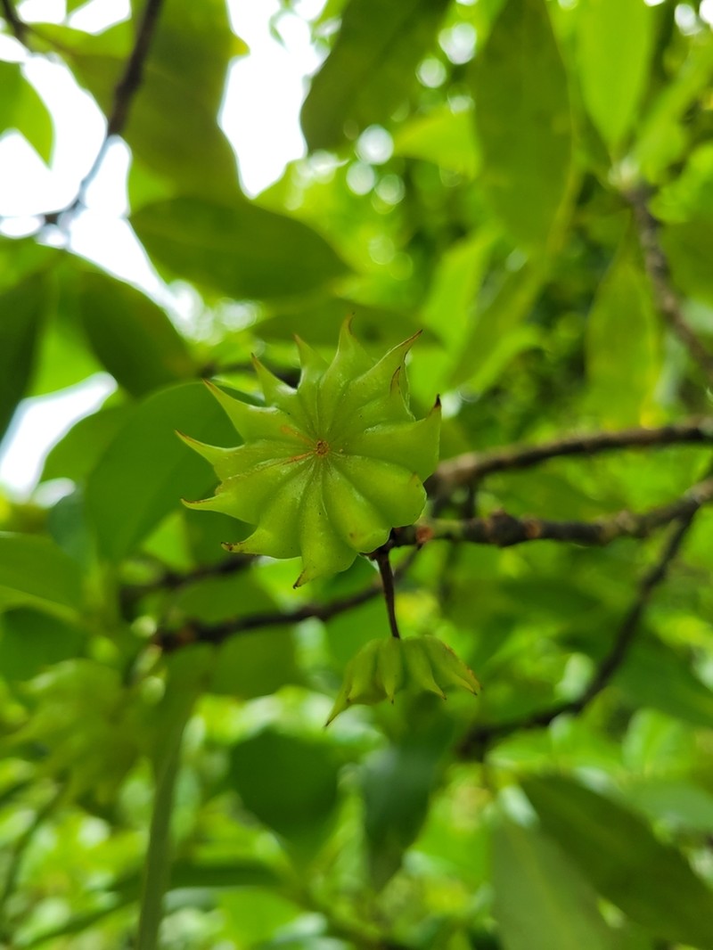 Illicium griffithii photo 5