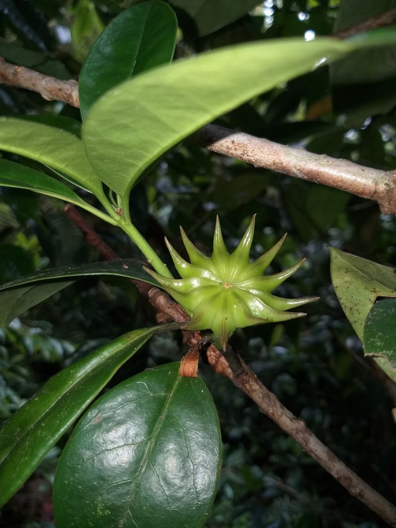 Illicium griffithii photo 6
