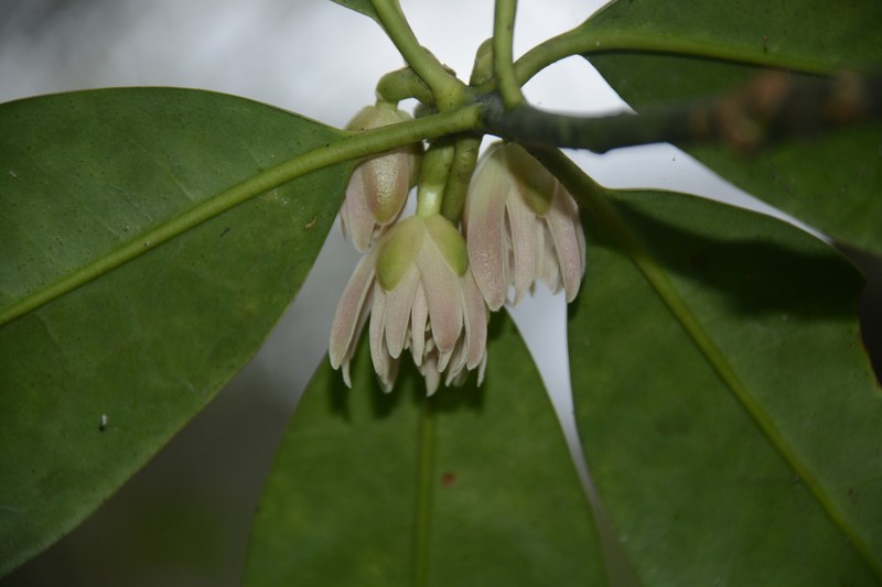 Illicium griffithii photo 7