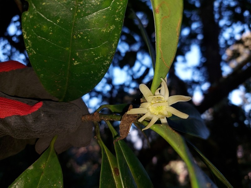Illicium griffithii photo 8